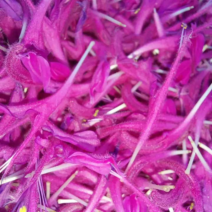 Frisch geerntete Blüten der Wilden Bergamotte (Monarda)