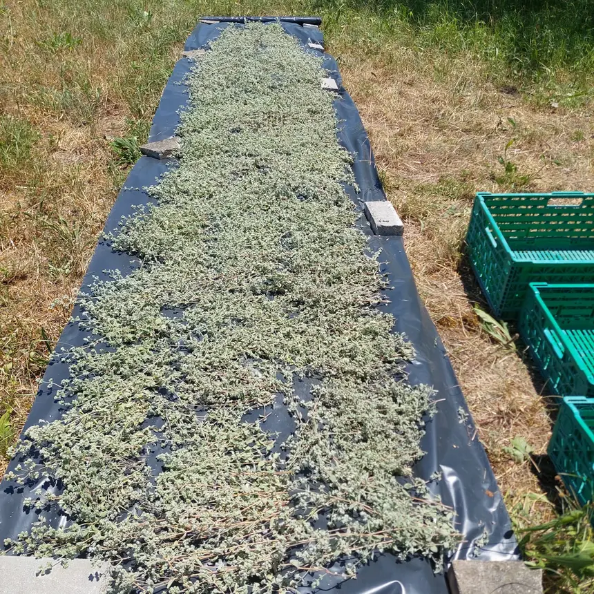 Frisch geernteter Oregano zur schonenden Sonnentrocknung ausgelegt