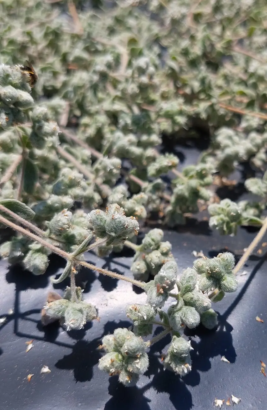 Oregano-Blüten mit Wildbiene im eigenen Feld