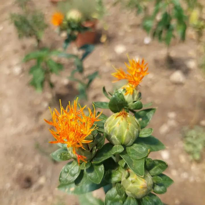 Leuchtend orange Blüten des Saflors (falscher Safran) im Spezialitäten-Garten